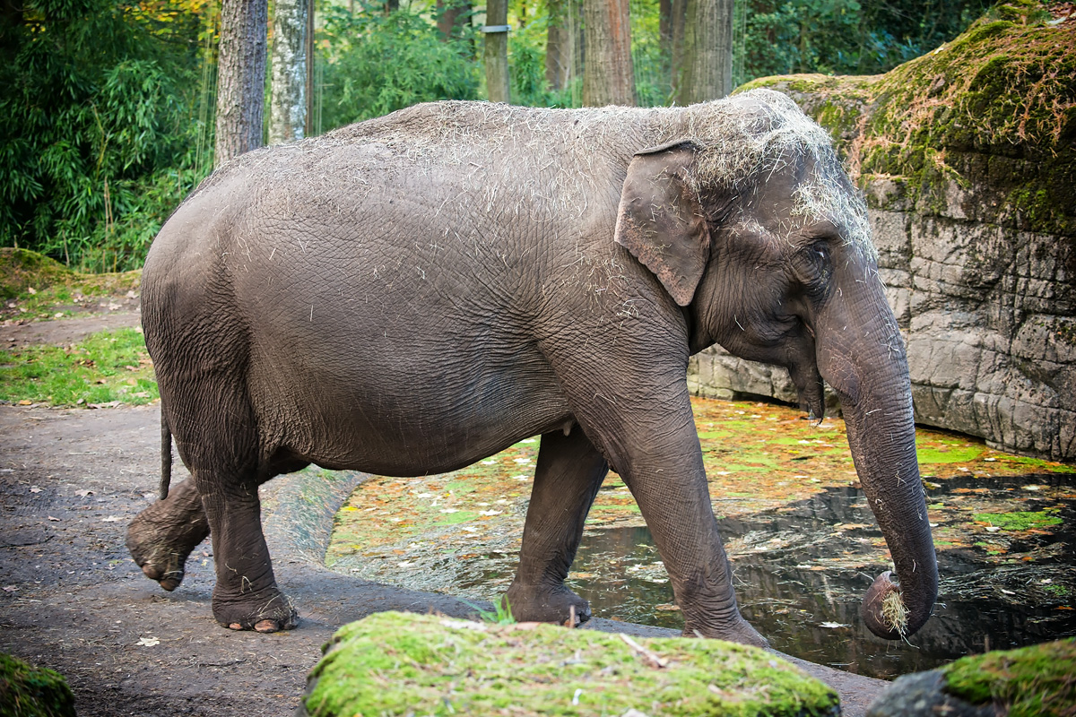 Indischer Elefant