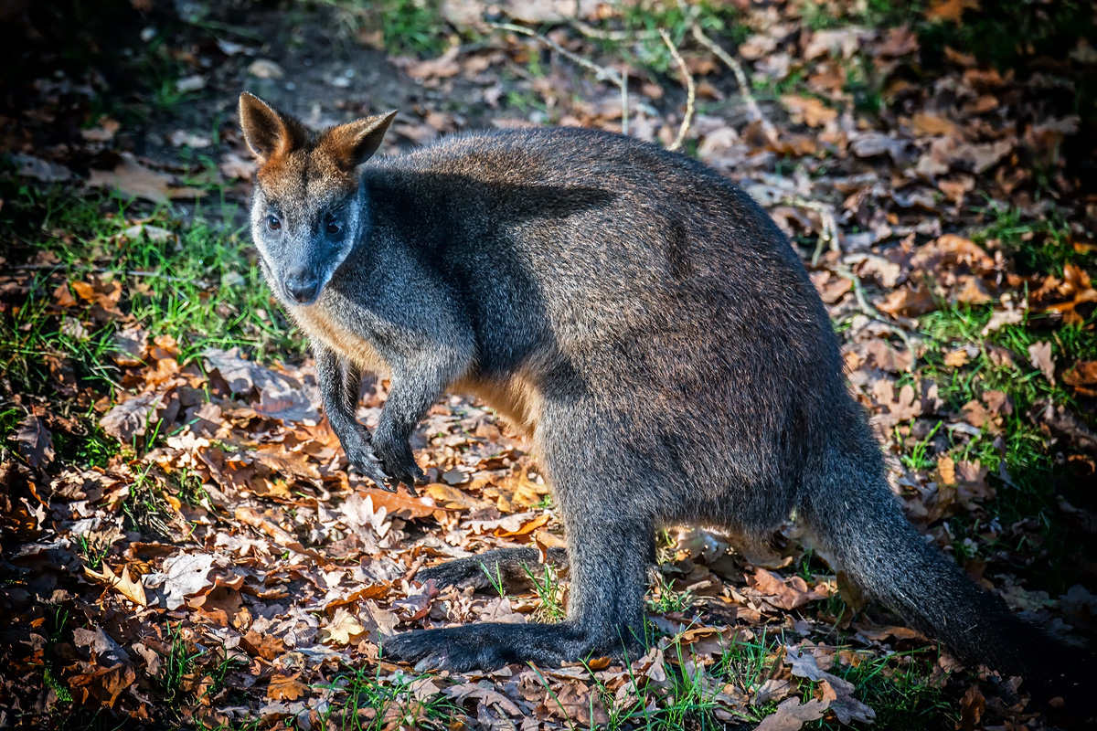 Wallaby