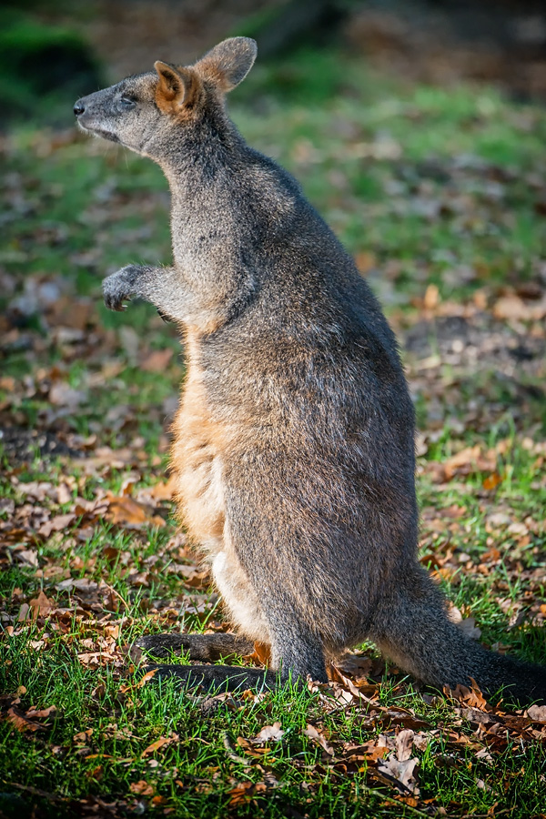 Wallaby