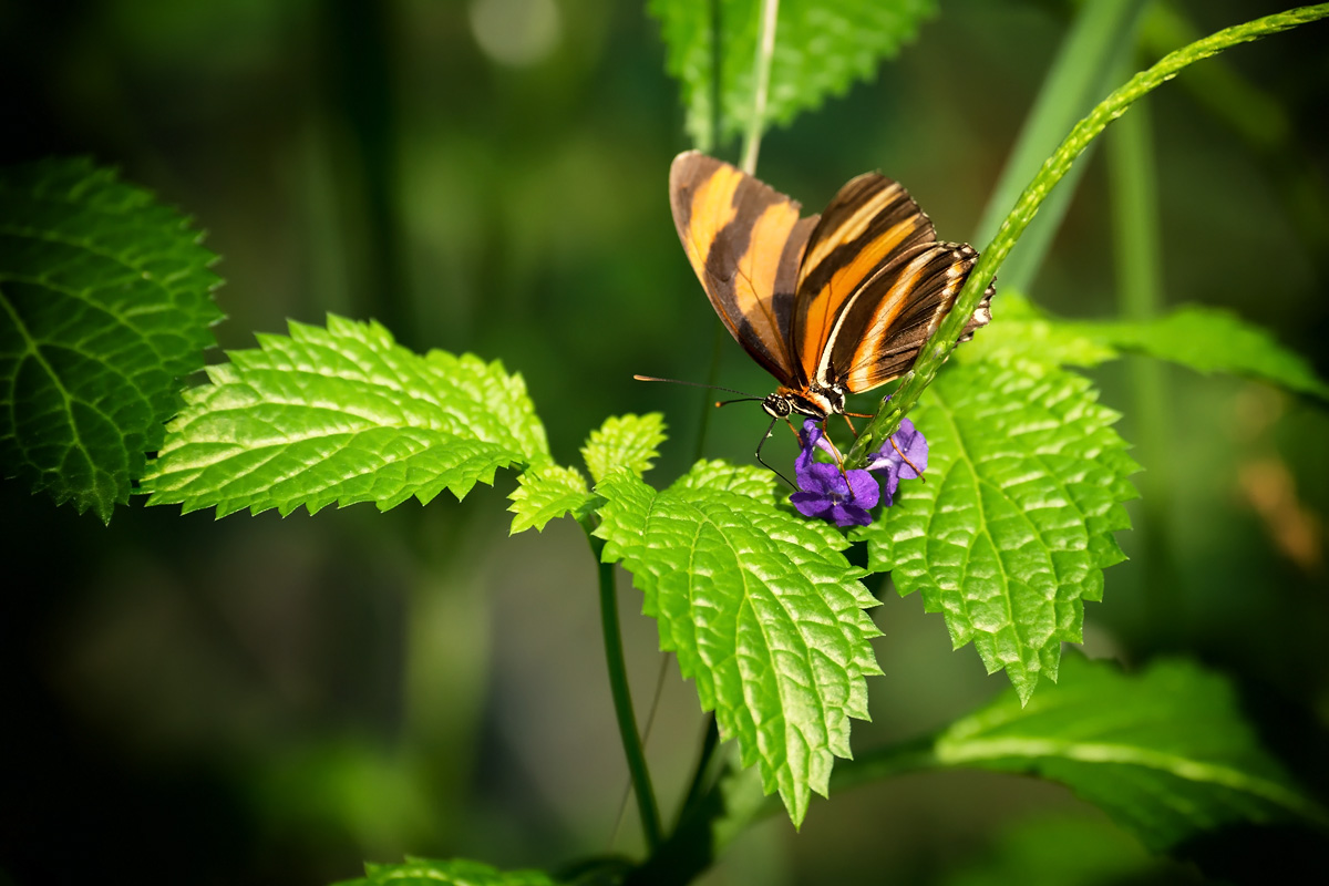 Schmetterling