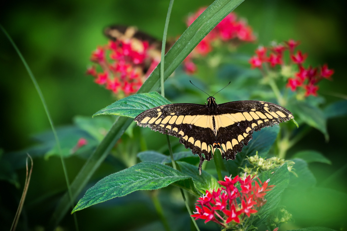 Schmetterling