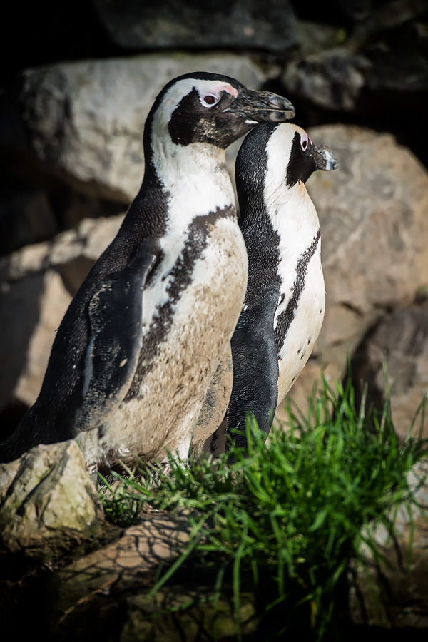 Schwarzfusspinguin