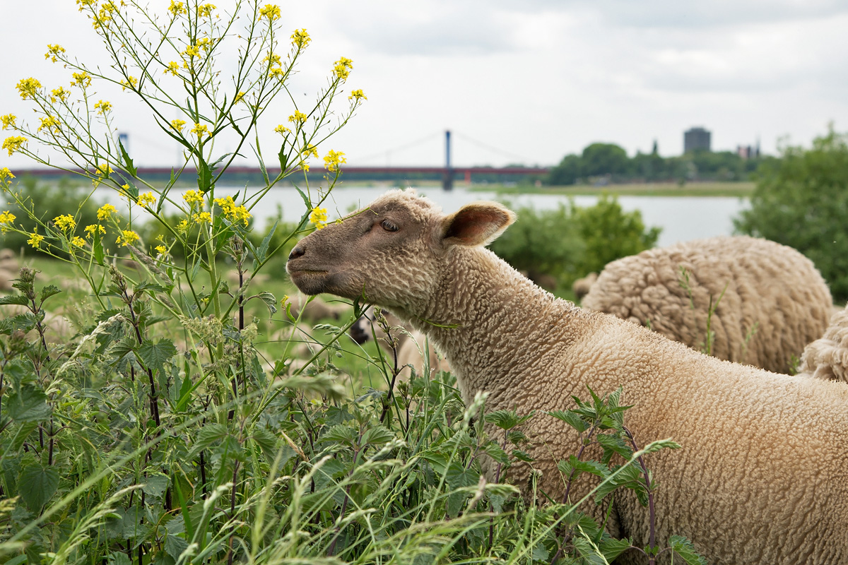 Rheinwiesen - Duisburg 25.05.2015