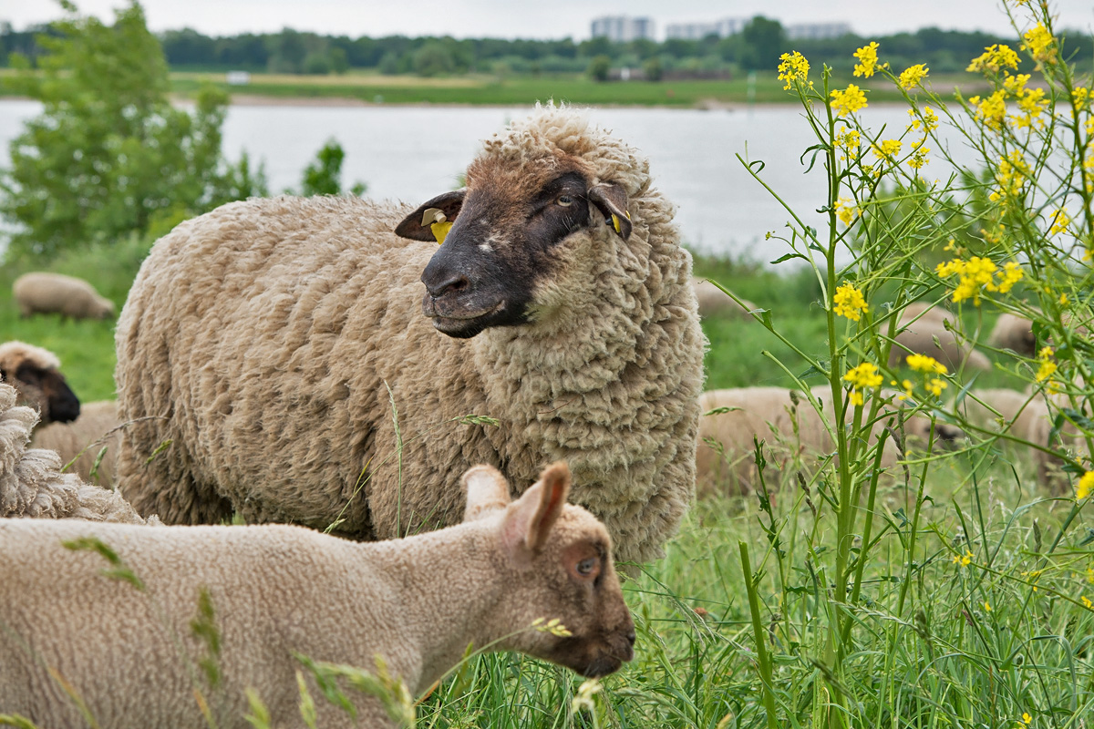 Rheinwiesen - Duisburg 25.05.2015