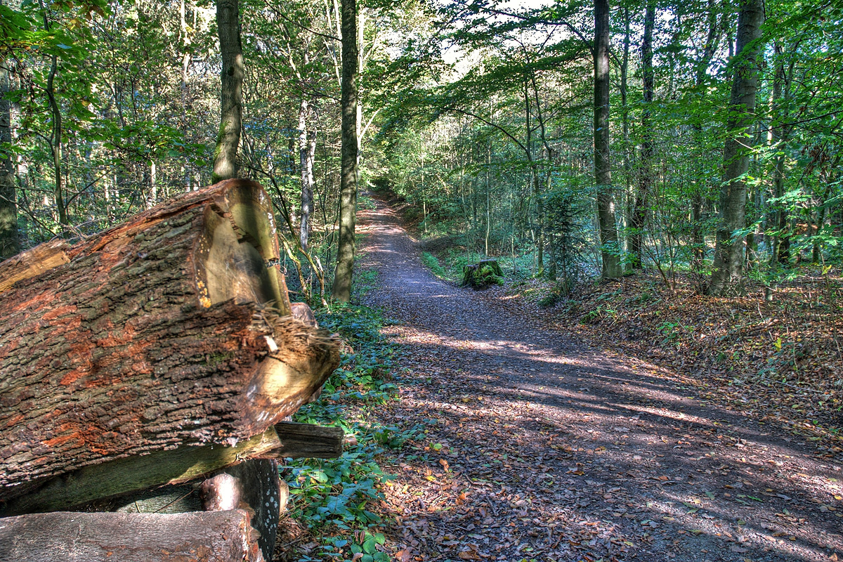 Duisburger Stadtwald
