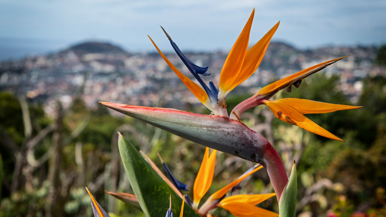 Botanischer Garten Madeira