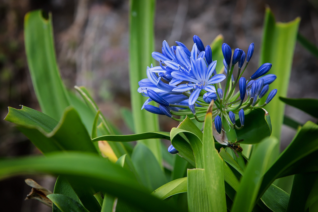 Botanischer Garten Madeira