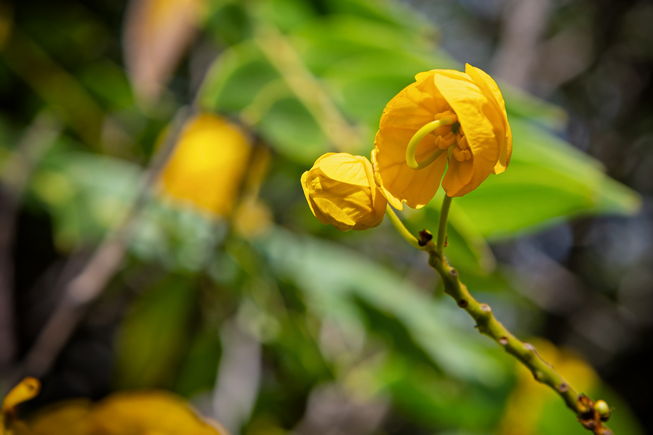 Botanischer Garten Gran Canaria