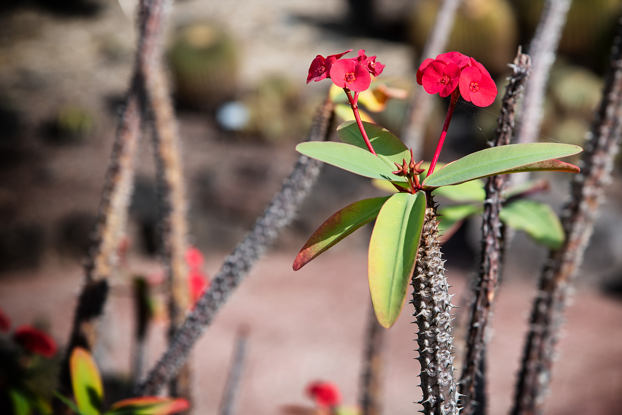 Botanischer Garten Gran Canaria