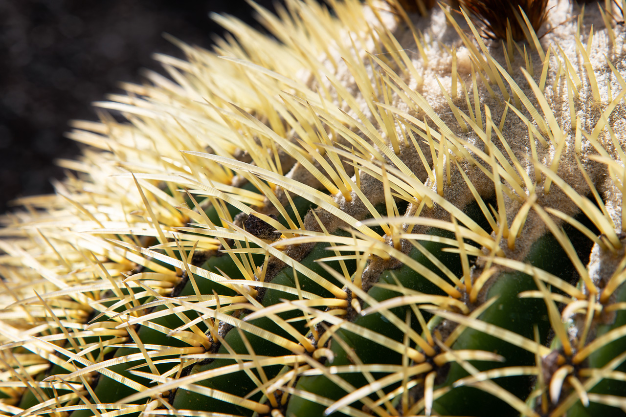 Botanischer Garten Gran Canaria