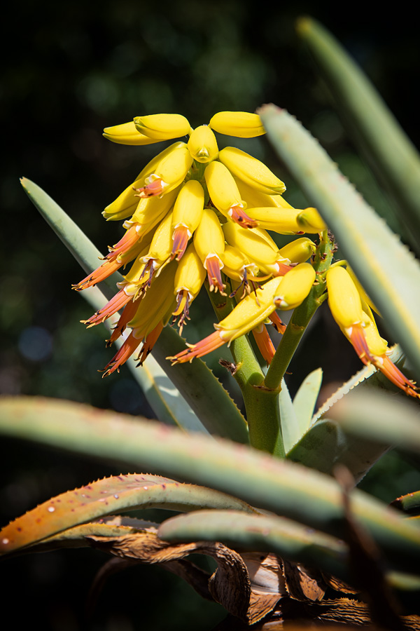 Botanischer Garten Gran Canaria