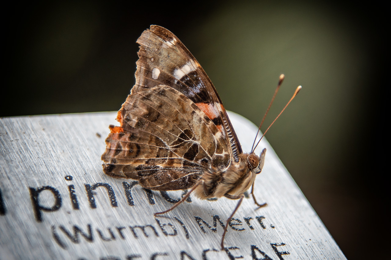 Schmetterling