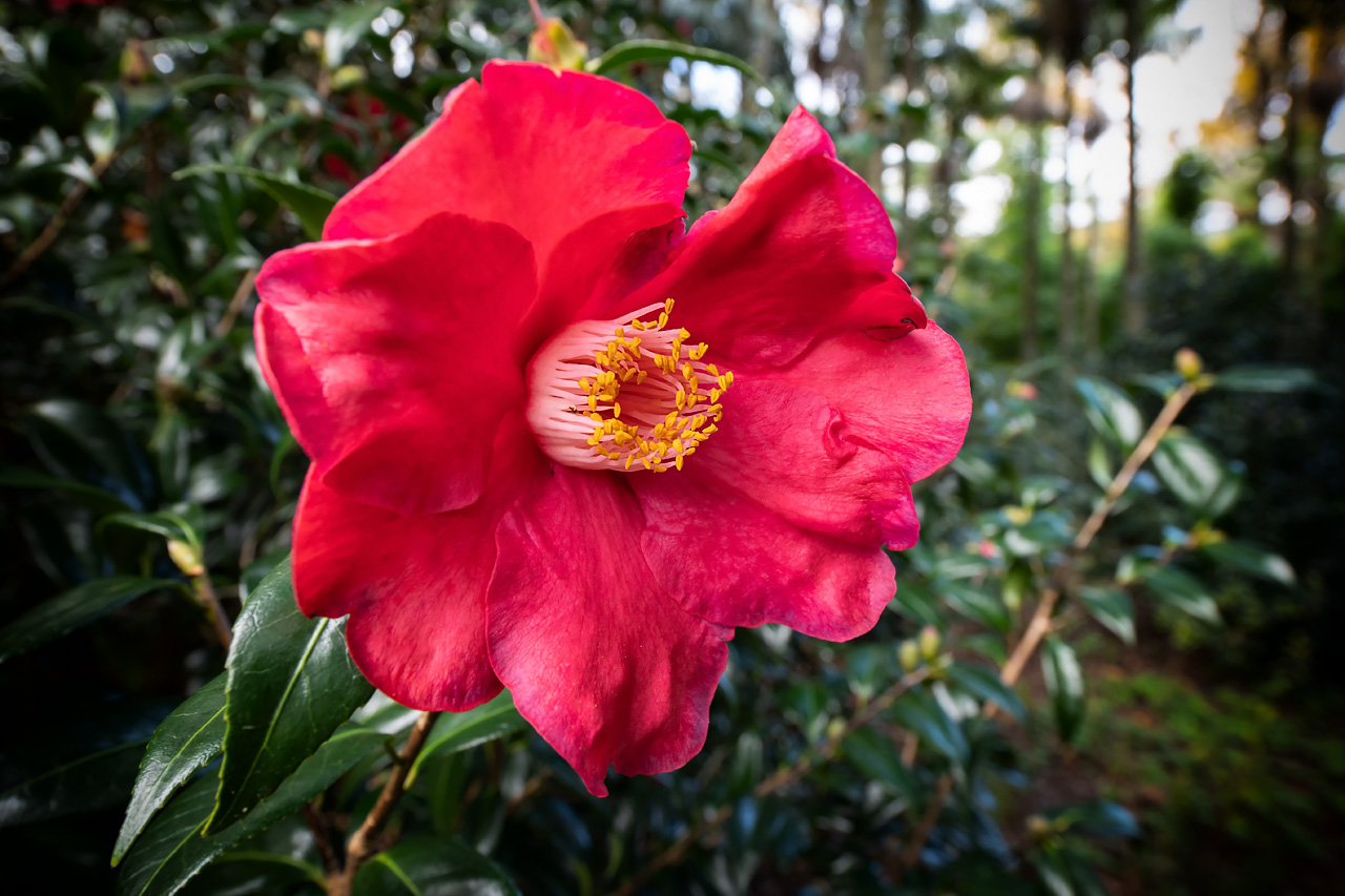 Parque Terra Nostra