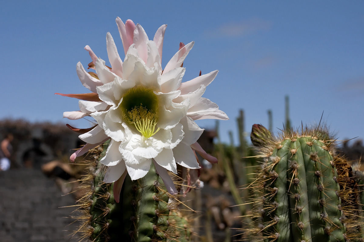 Jardin de Cactus