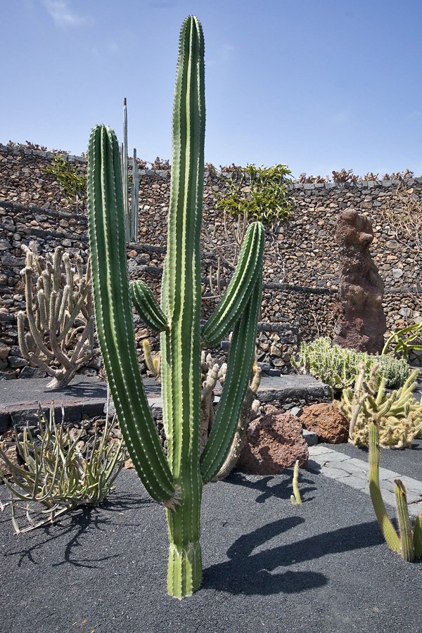 Jardin de Cactus