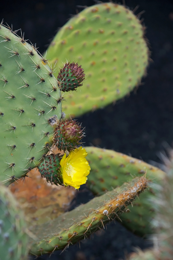 Jardin de Cactus