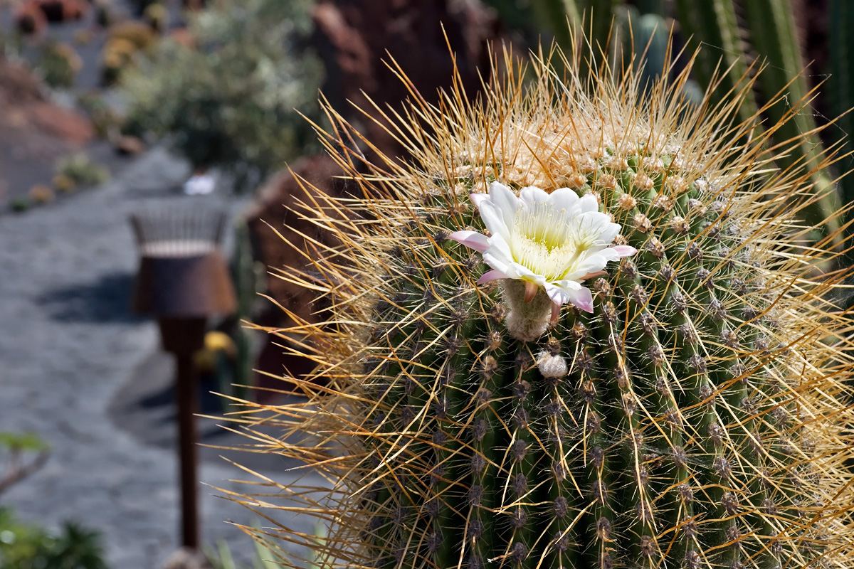 Jardin de Cactus