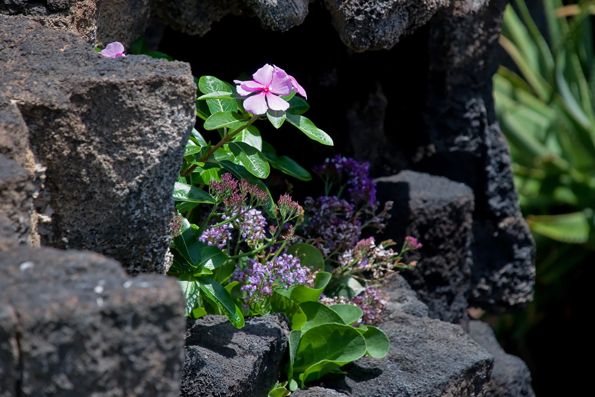 Jameos del Agua