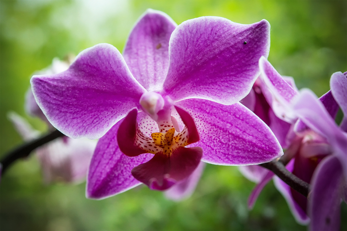 Schmetterlingsorchidee (Phalaenopsis)