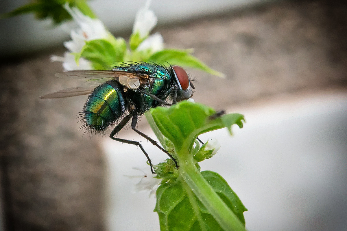 Goldfliege (Lucilia caesar)