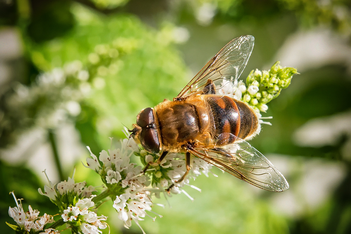 Honigbiene (Apis mellifica)