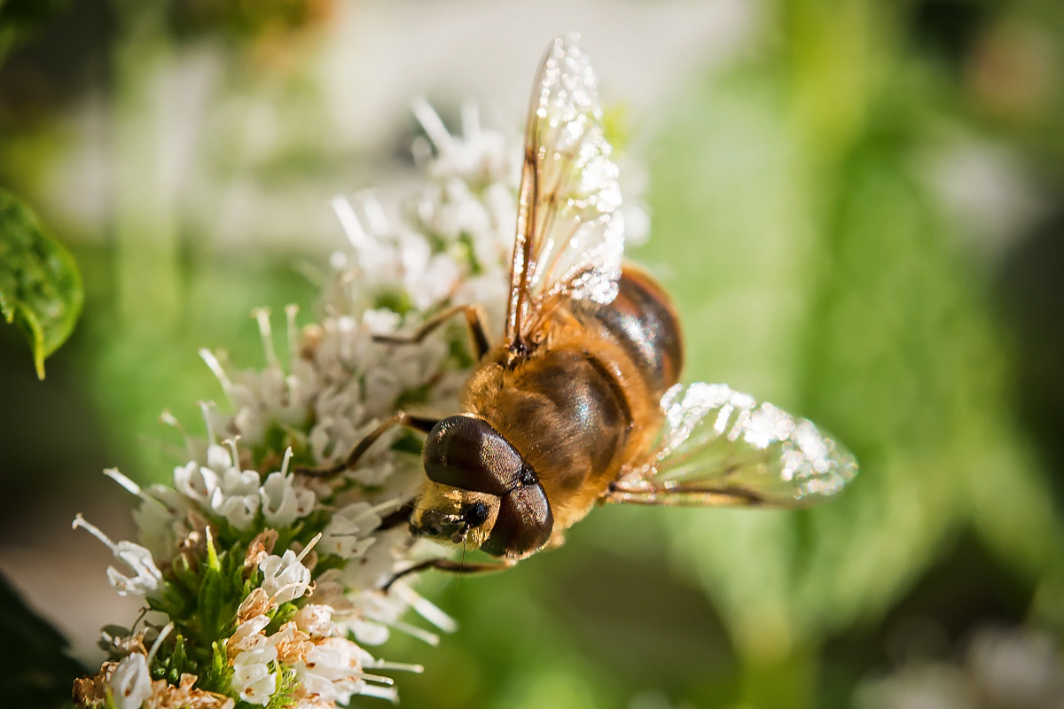 Honigbiene (Apis mellifica)