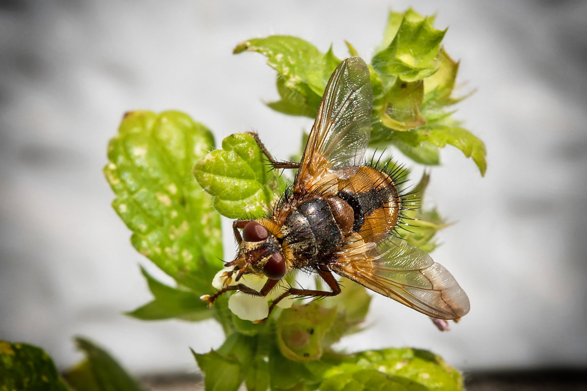 Igelfliege (Echinomyia fera)