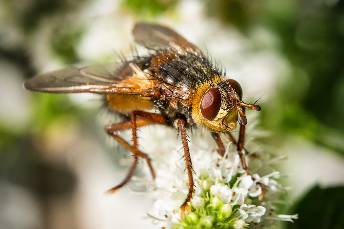 Igelfliege (Echinomyia fera)