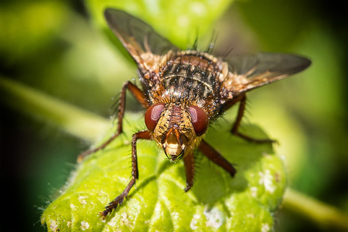 Igelfliege (Echinomyia fera)
