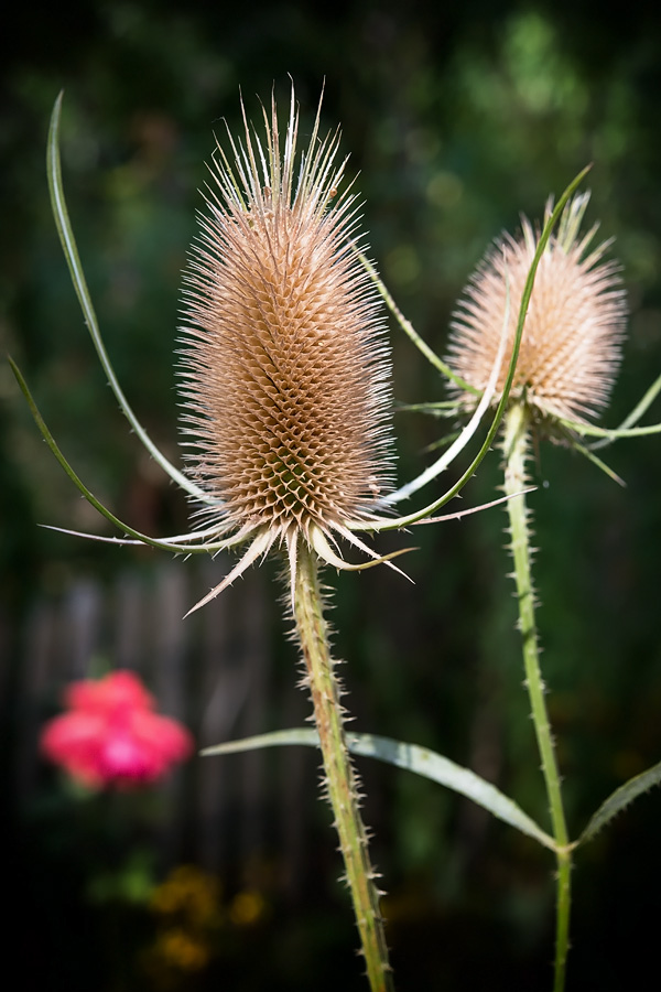 Wilde Karde (Dipsacus fullonum)