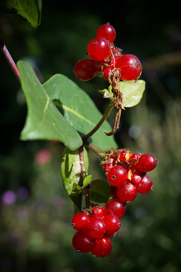 Rote Heckenkirsche (Lonicera xylosteum)