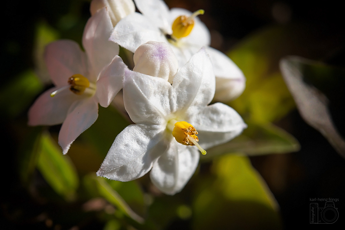Jasminblütiger Nachtschatten (Solanum laxum)