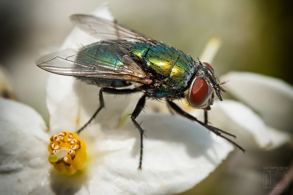Goldfliege (Lucilia caesar)