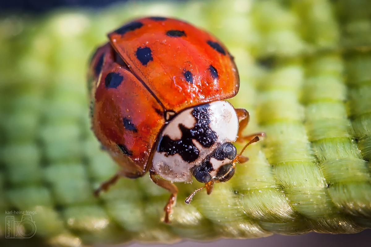 Asiatischer oder Harlekin-Marienkäfer (Harmonia axyridis)