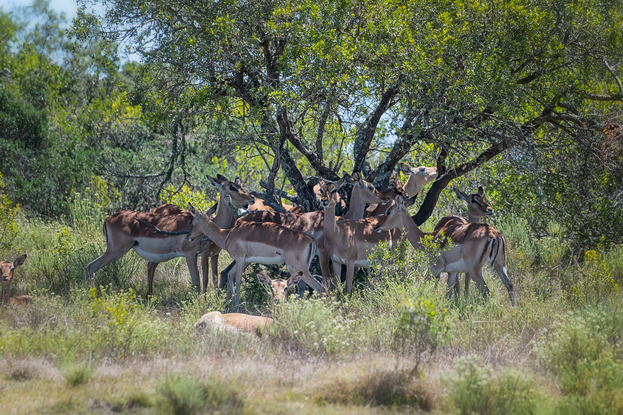 Impalas