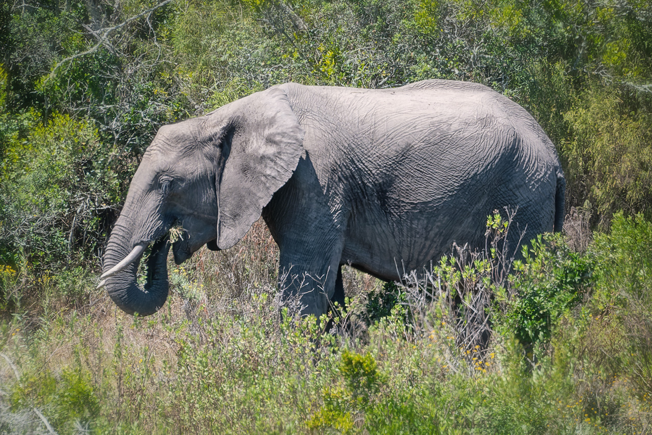 Afrikanischer Elefant