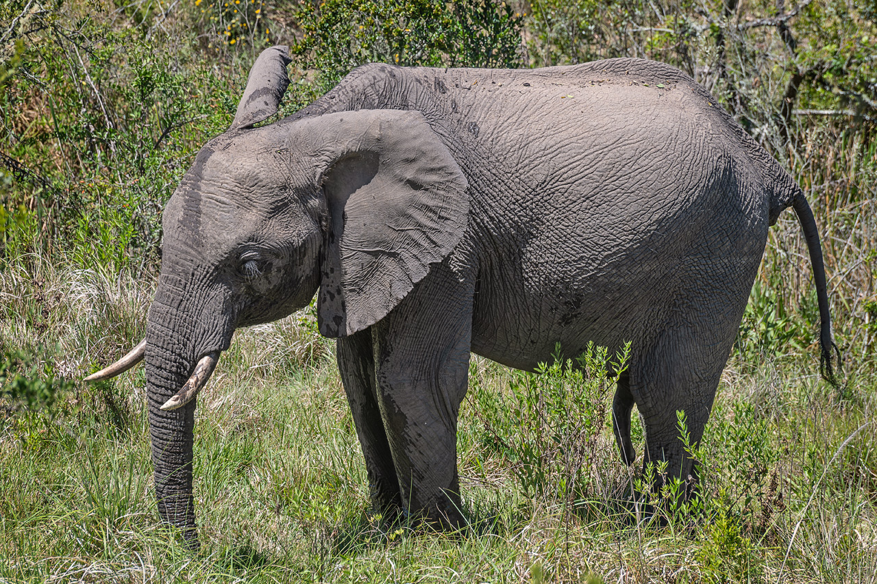 Afrikanischer Elefant