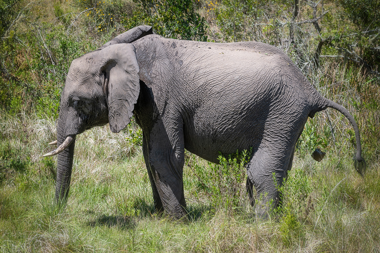 Afrikanischer Elefant