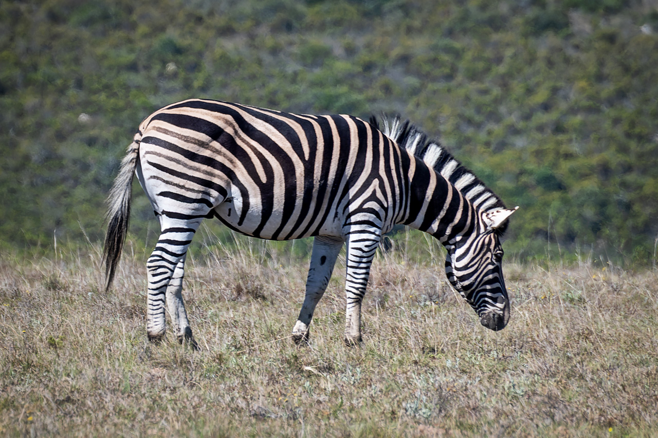 Zebra