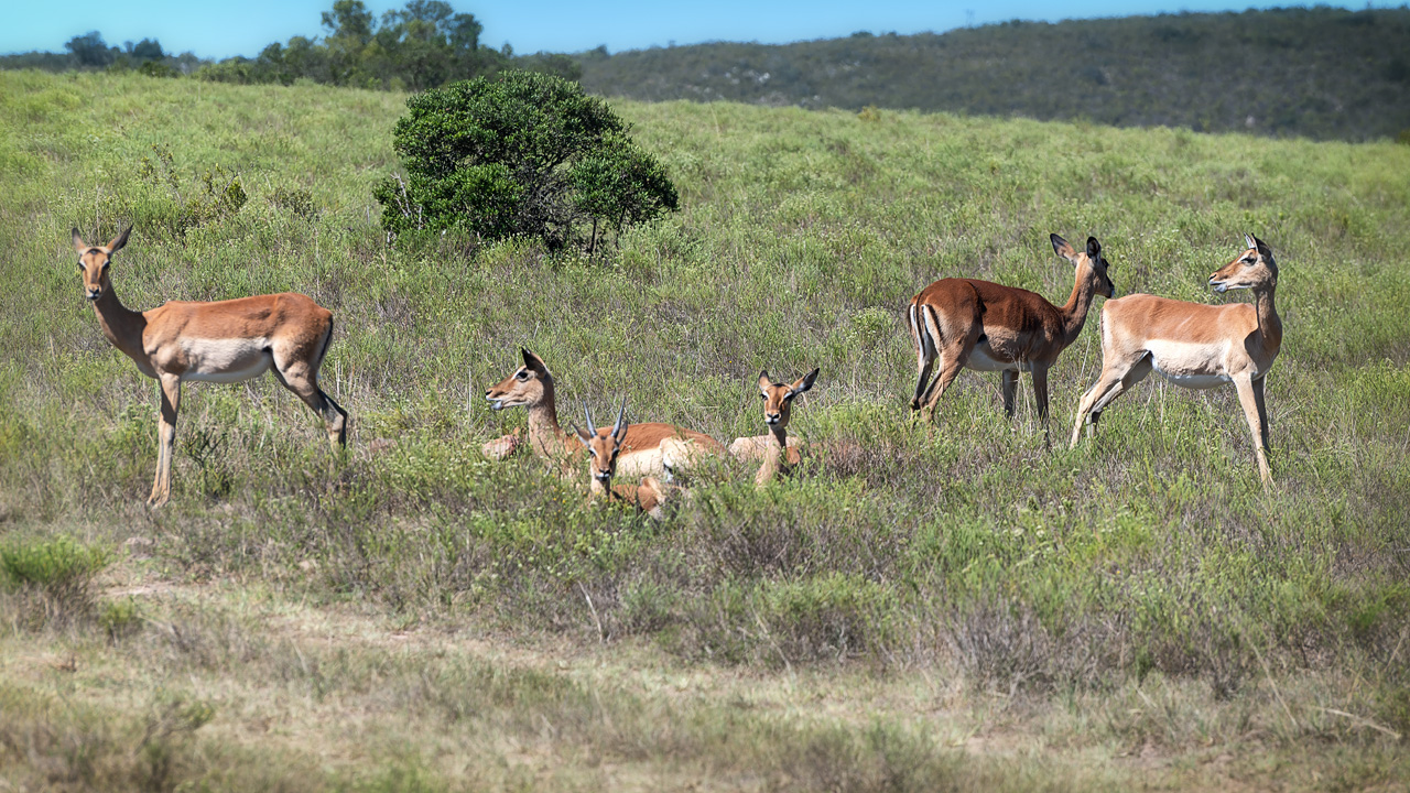 Impalas
