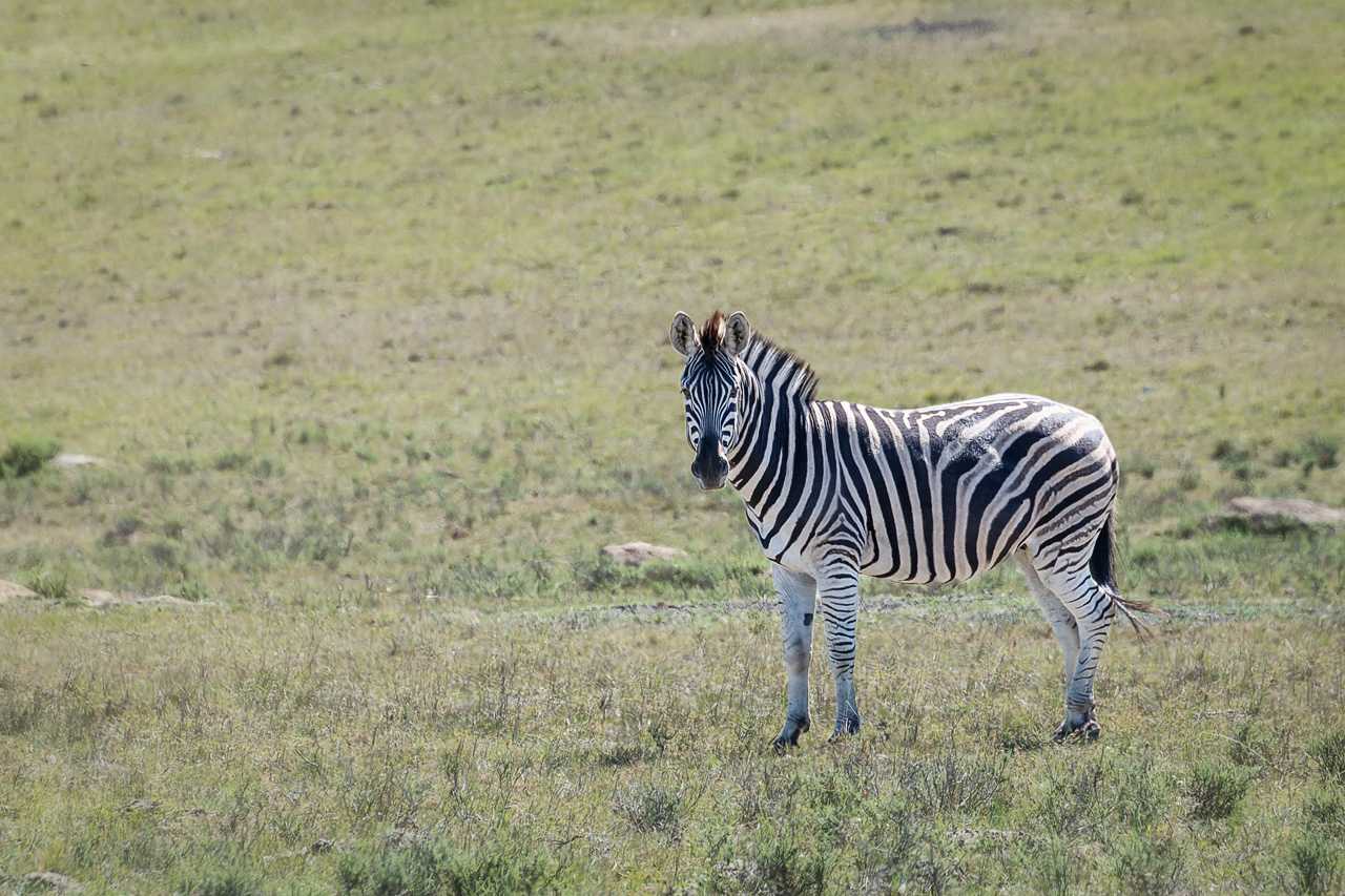 Zebra