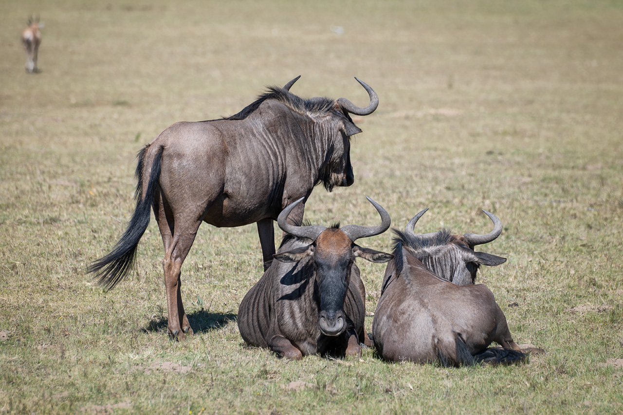 Gnus