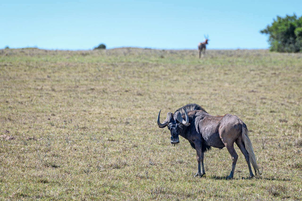 Wei&szlig;schwanz-Gnu