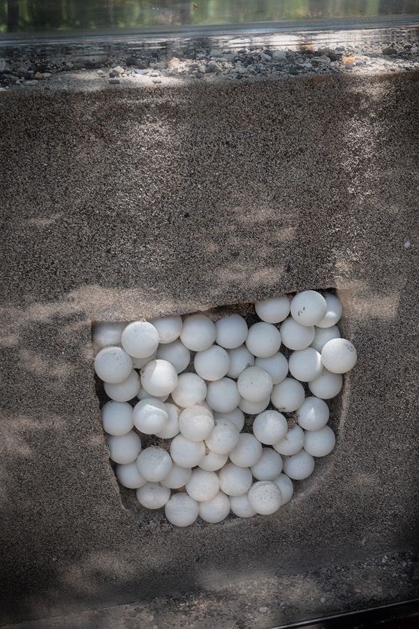 Schildkr&ouml;teneier