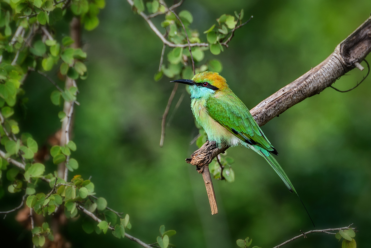 Gruener Bienenfresser