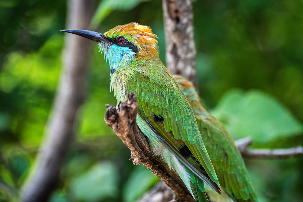 Gruener Bienenfresser