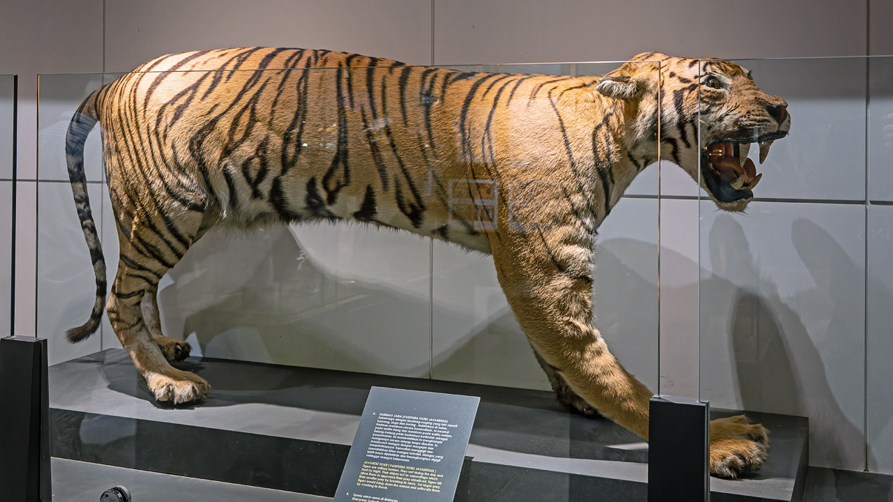Tiger im Museum von Sultan Abdul Aziz