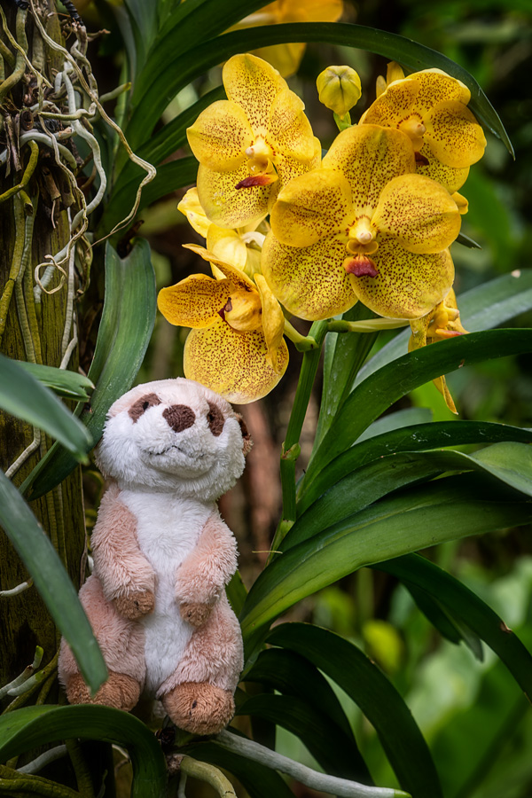 Maenni bei den Orchideen