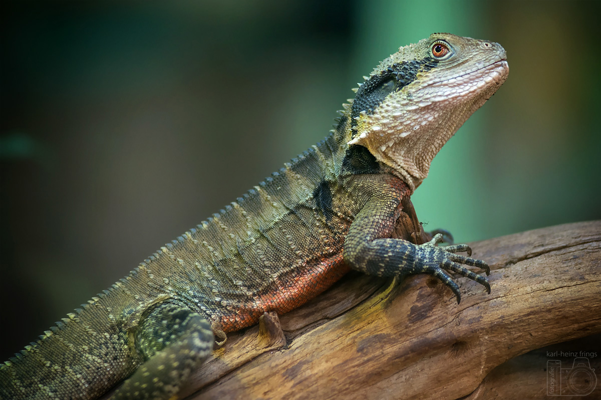  Terrazoo  Rheinberg 11 03 2022