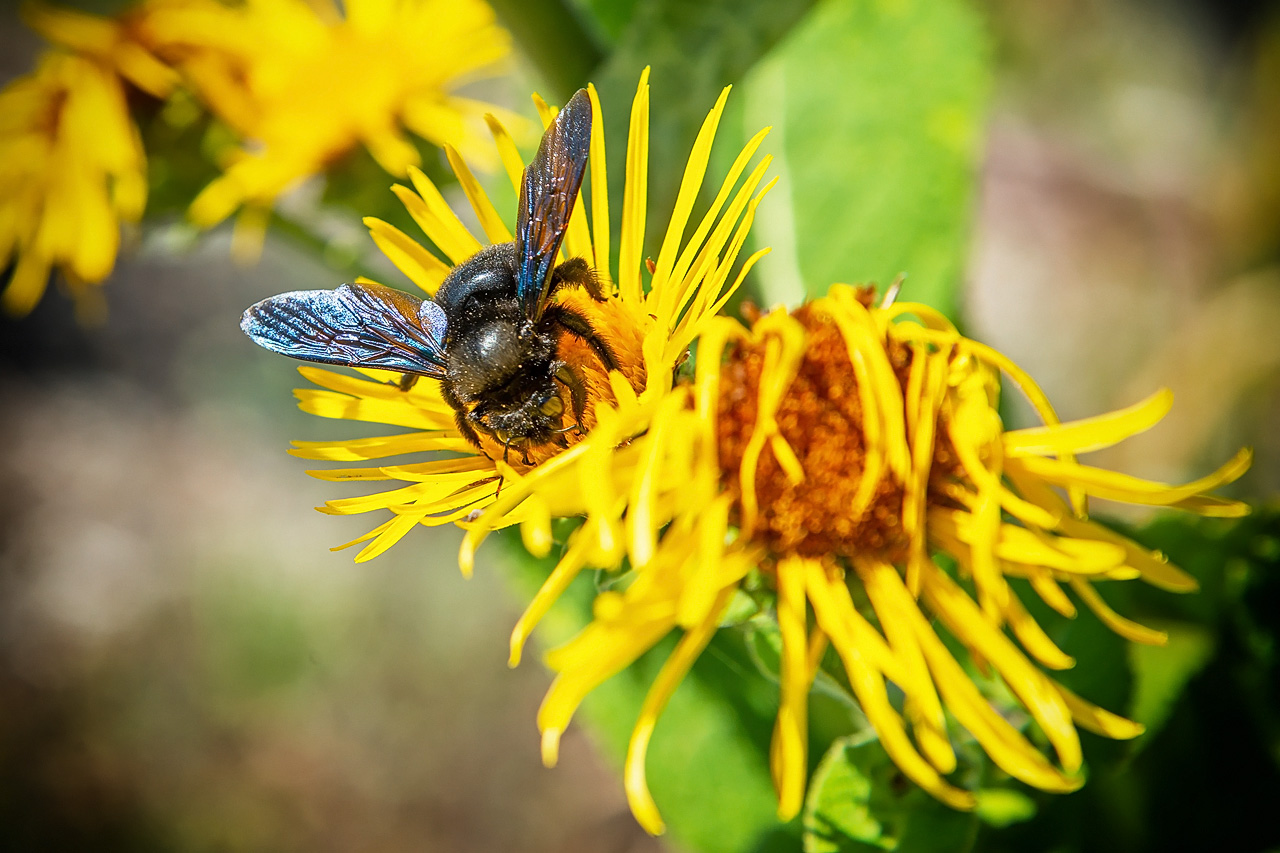 Holzbiene (Xylocopa)